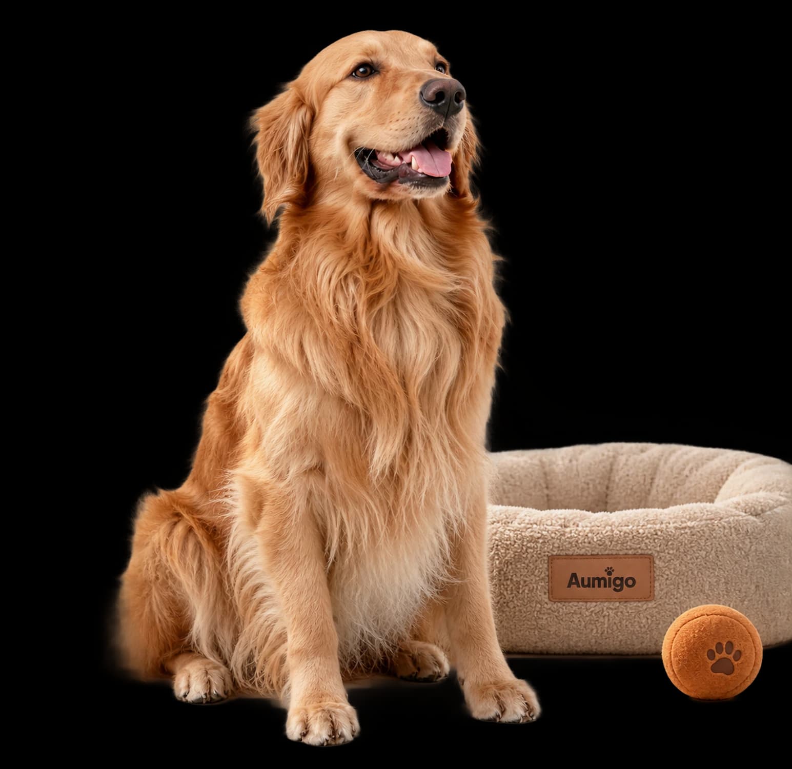 Golden retriever ao lado da caminha Aumigo