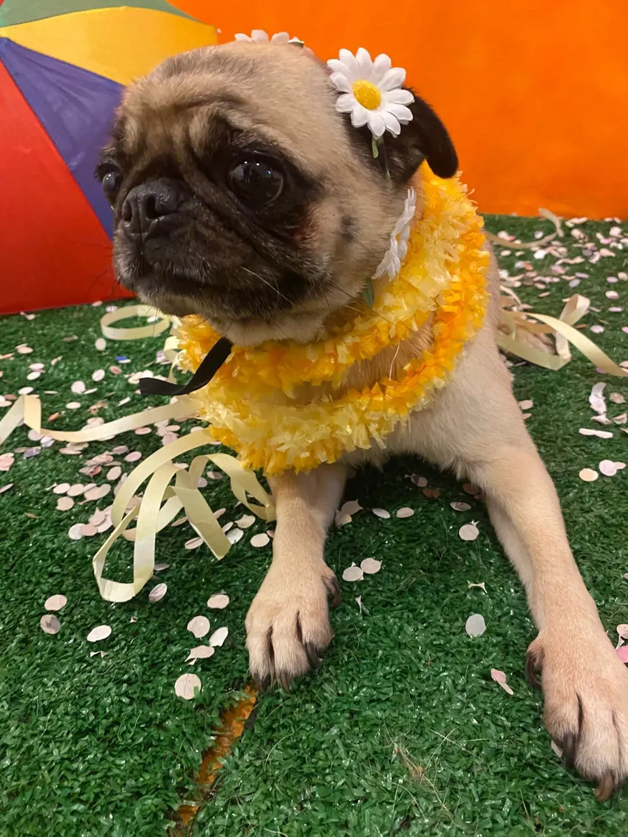 Pug fantasiado em dia de festa na creche