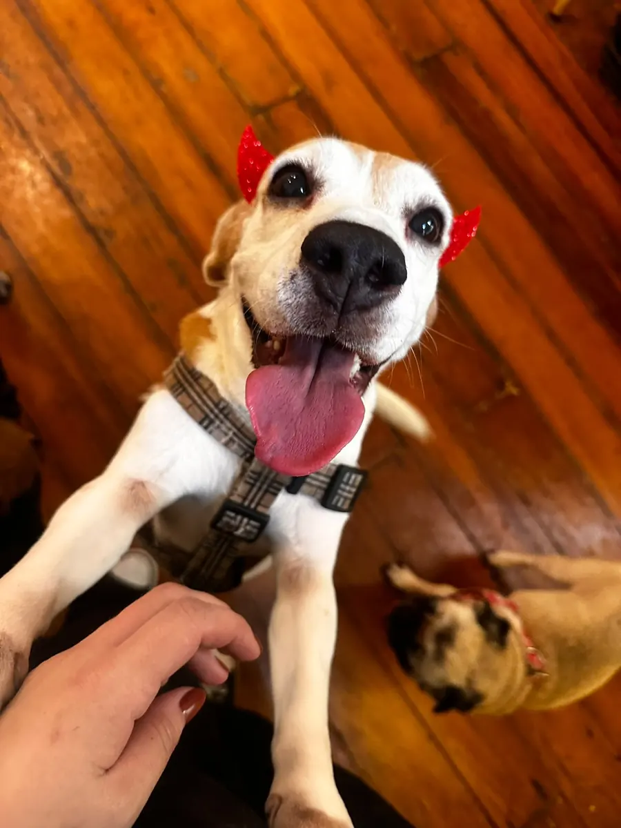 Cão recebendo carinho da equipe do Hotel Aumigo