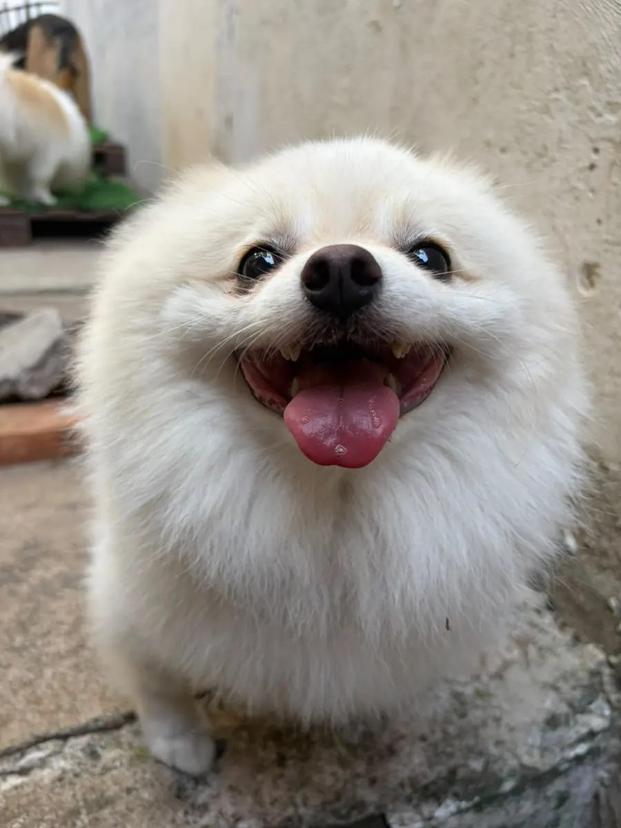 Lulu da Pomerânia sorrindo para a câmera