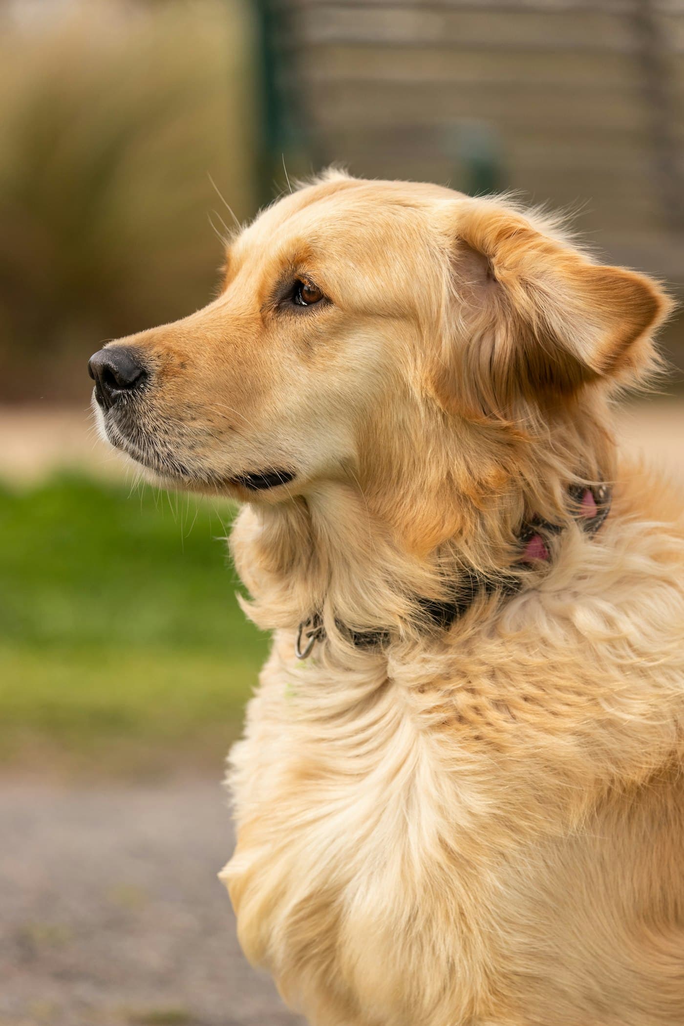 Golden retriever atento, cuidado do Hotel Aumigo
